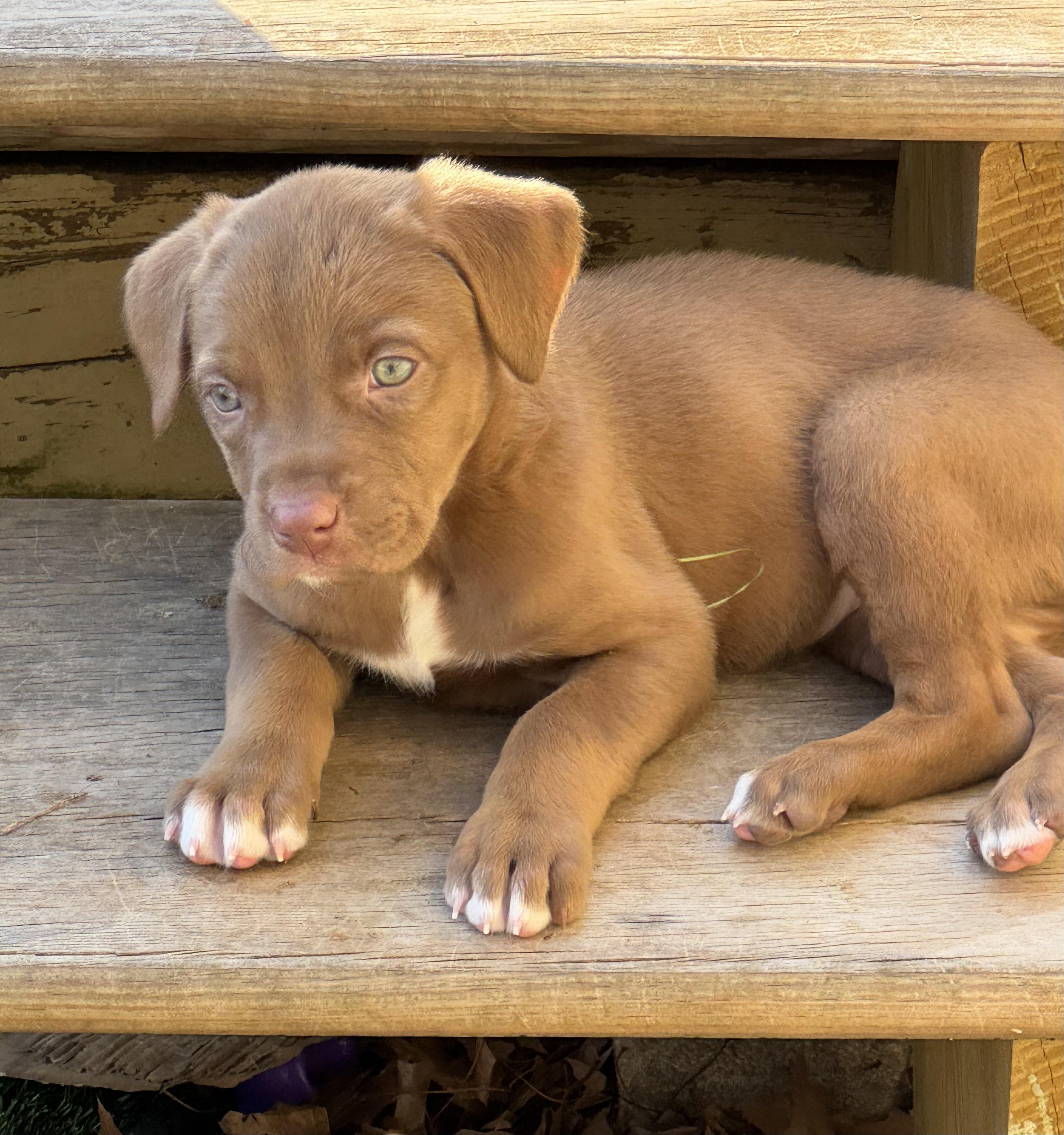 Enlarge Camellia , an adopted mixed breed in Collingswood, NJ image 3/6