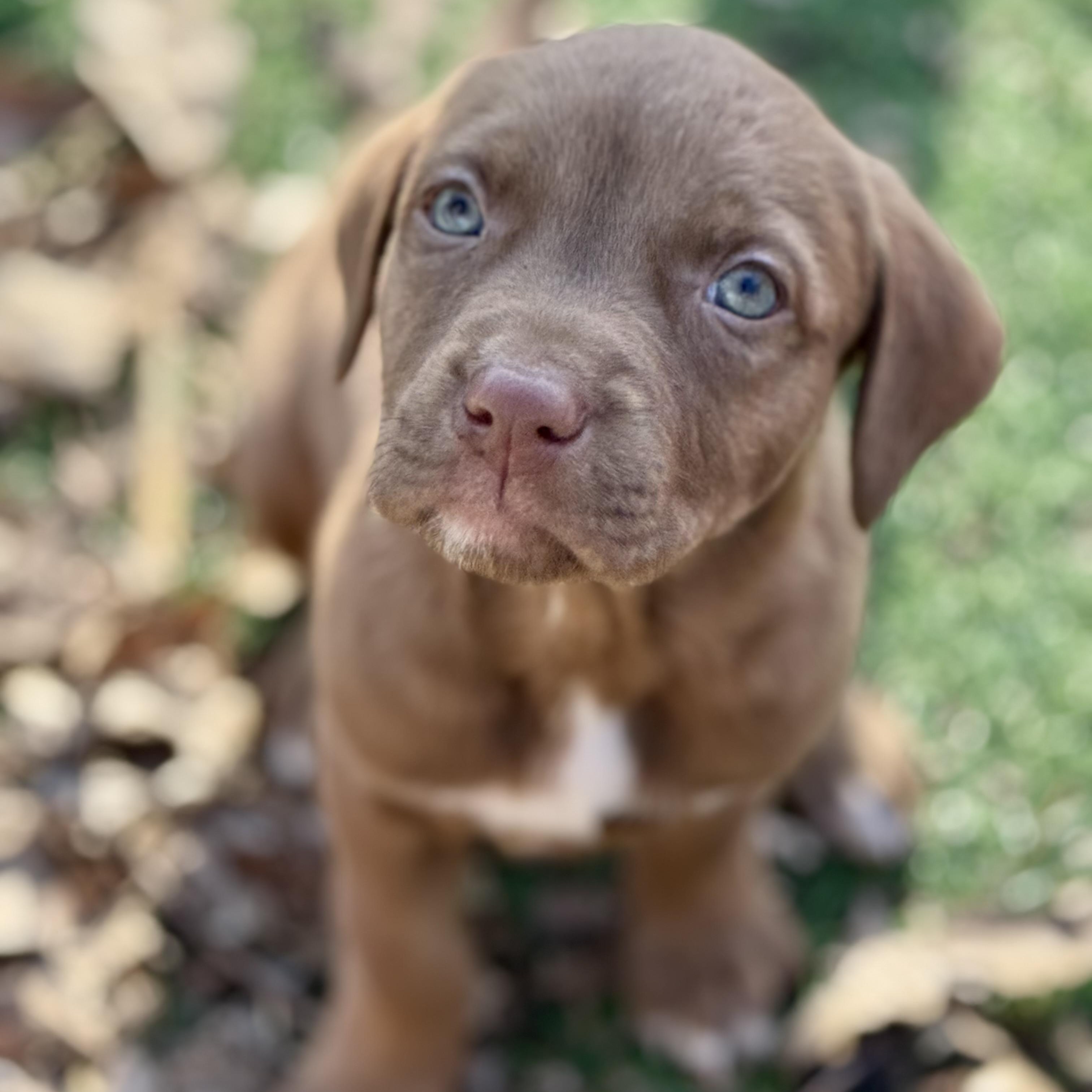 Enlarge Camellia , an adopted mixed breed in Collingswood, NJ image 4/6