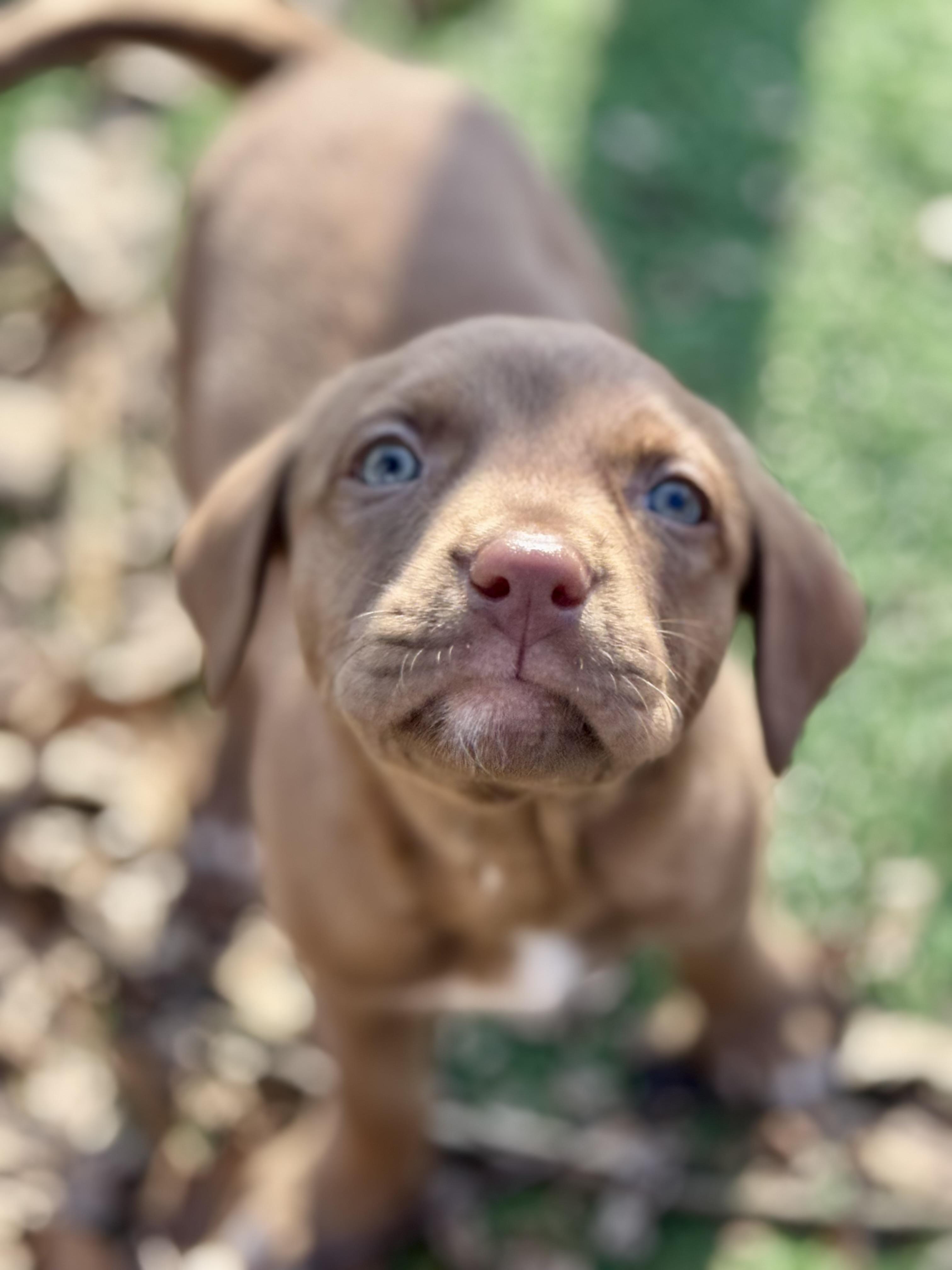 Enlarge Camellia , an adopted mixed breed in Collingswood, NJ image 6/6