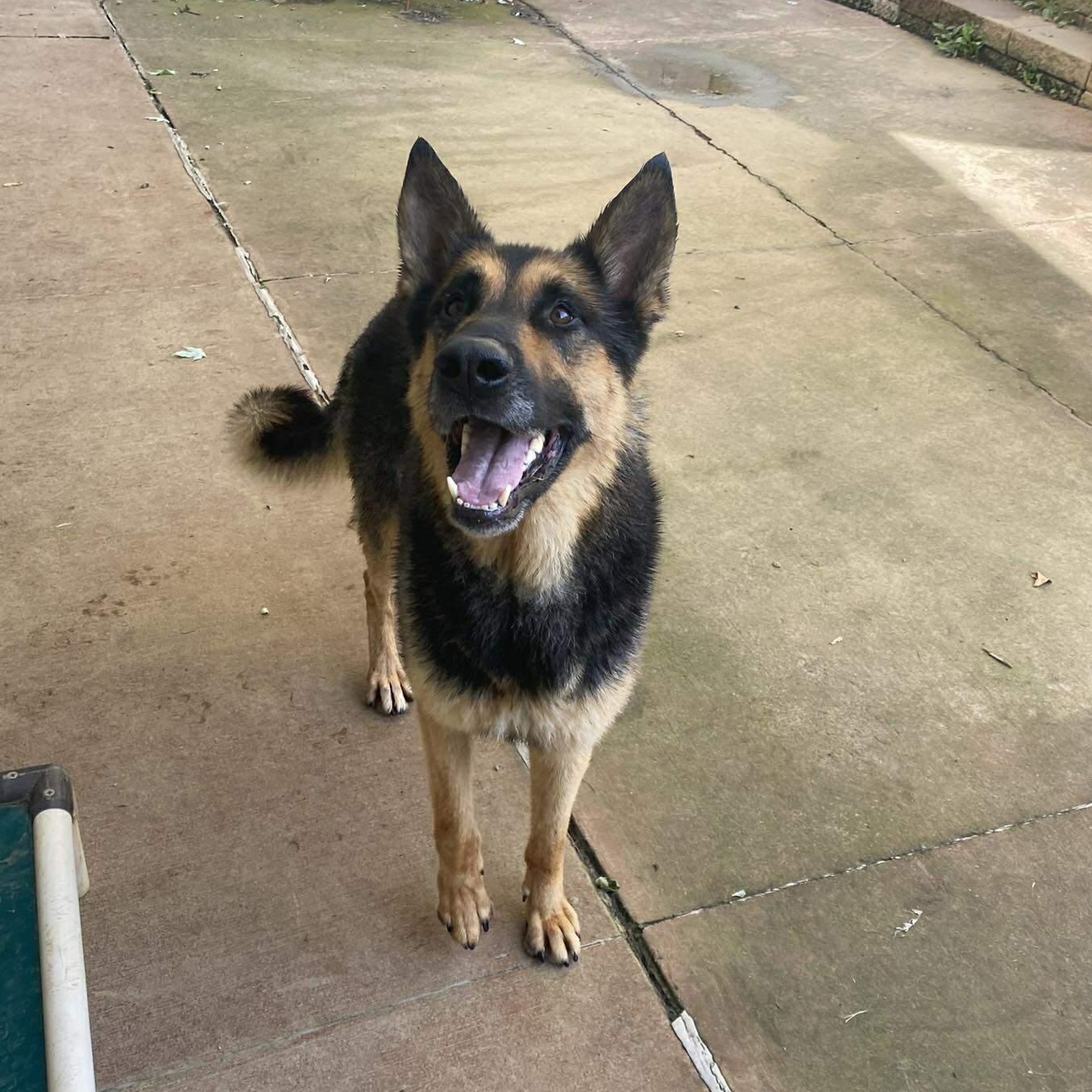 Ben, Adult Male German Shepherd Dog
