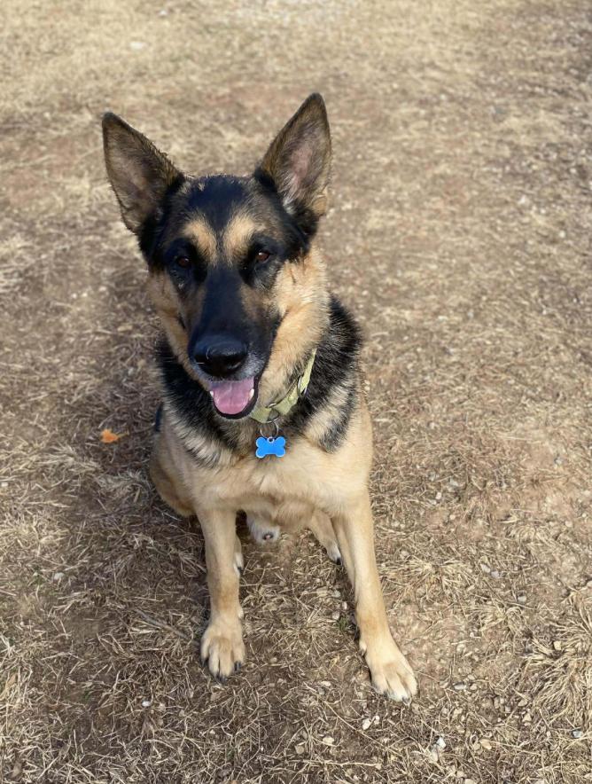 Enlarge Big Ben, a Adoptable German Shepherd Dog in Greeneville, TN image 1/6