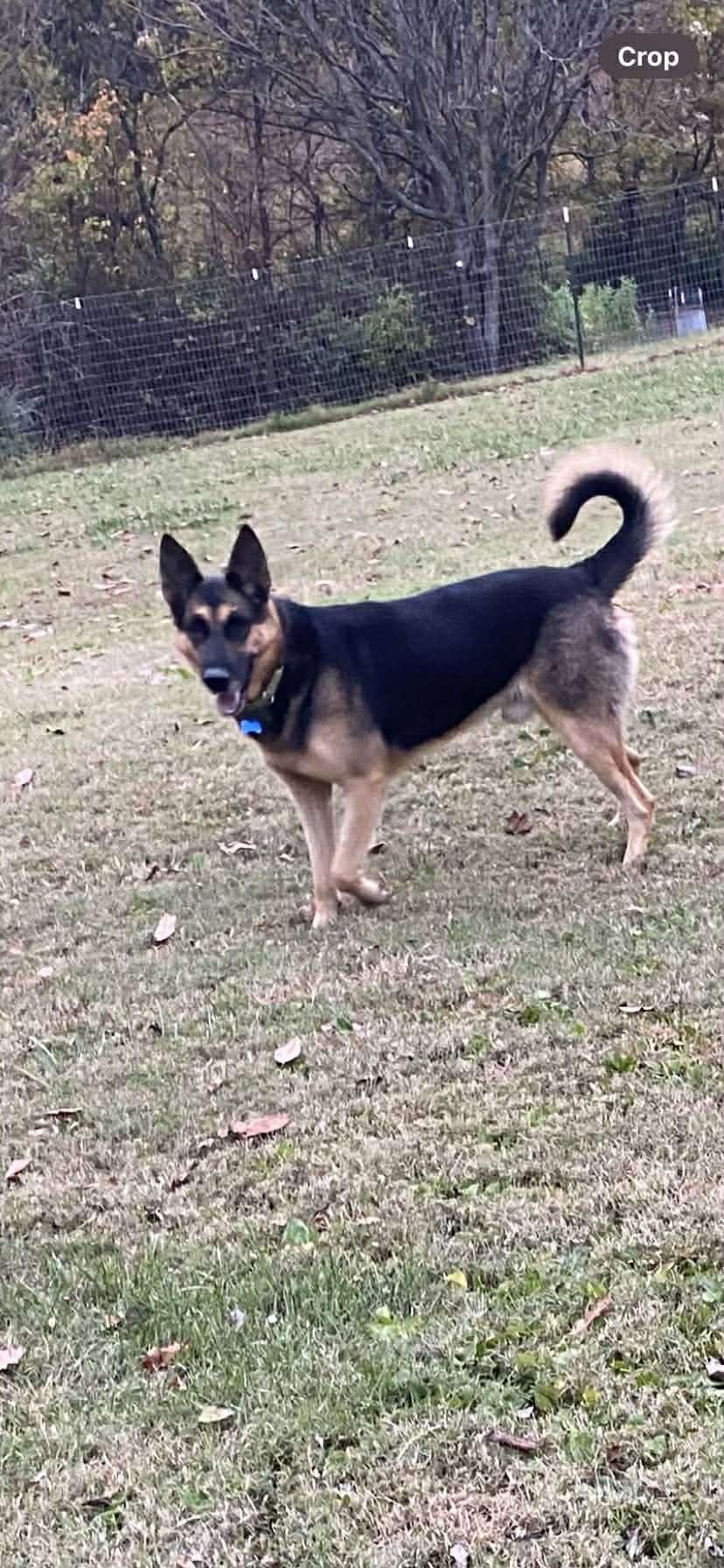 Ben, a Adoptable German Shepherd Dog in Greeneville, TN image 5/6