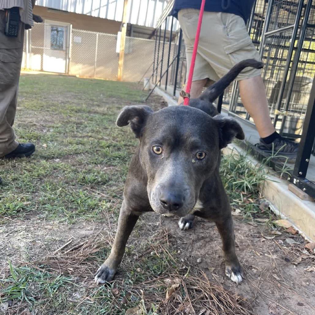 Pocahontas, Adoptable, Adult Female Black Labrador Retriever.