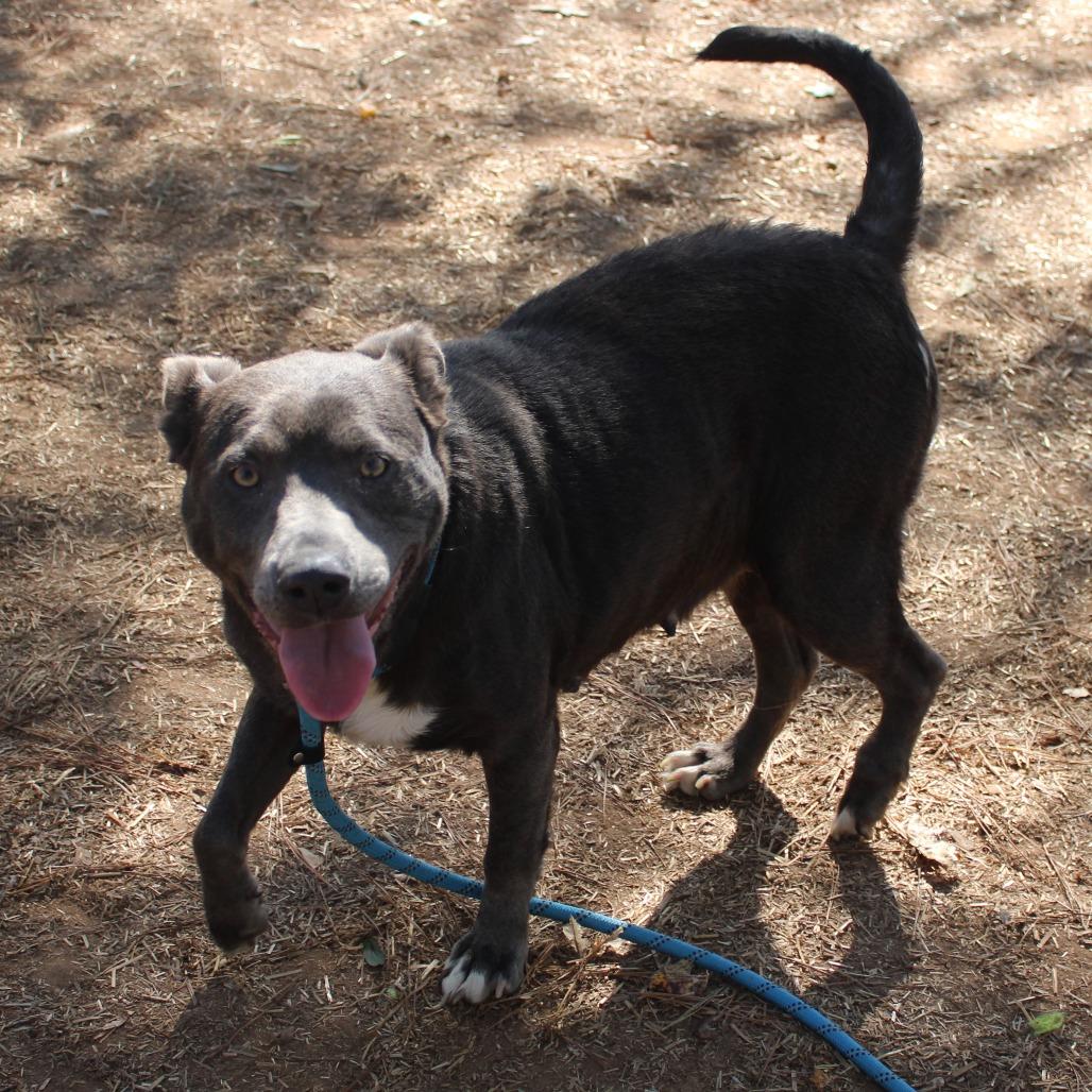 Enlarge Pocahontas, a Adoptable Black Labrador Retriever in Valley, AL image 2/6
