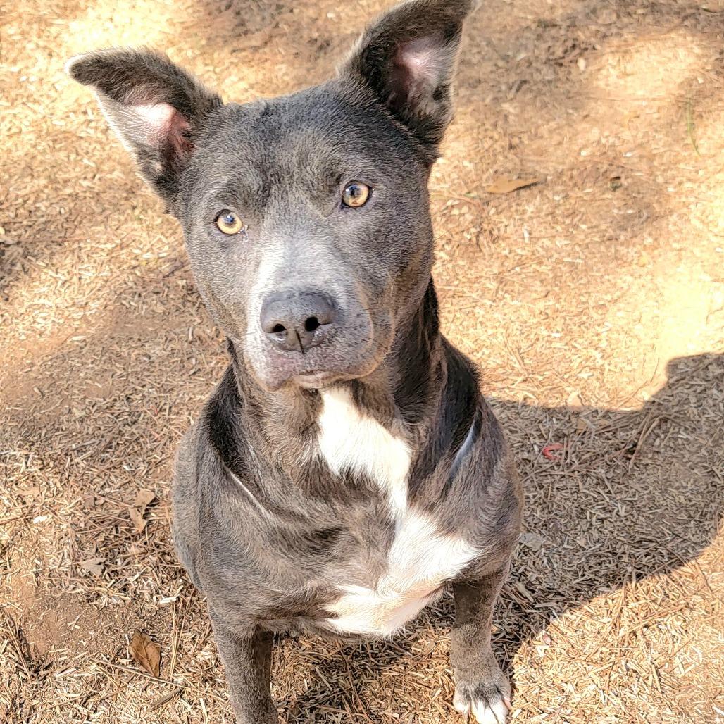 Enlarge Pocahontas, a Adoptable Black Labrador Retriever in Valley, AL image 3/6