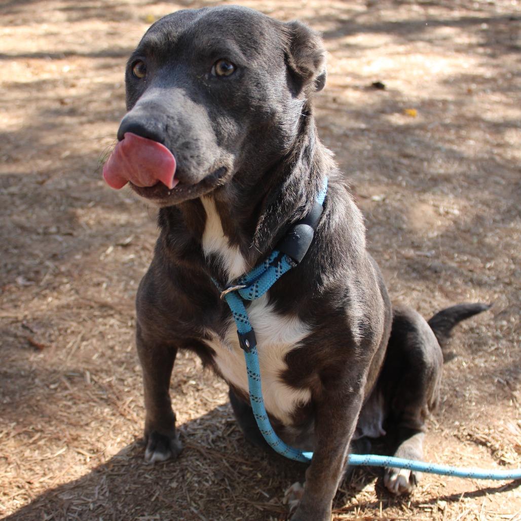 Enlarge Pocahontas, a Adoptable Black Labrador Retriever in Valley, AL image 4/6