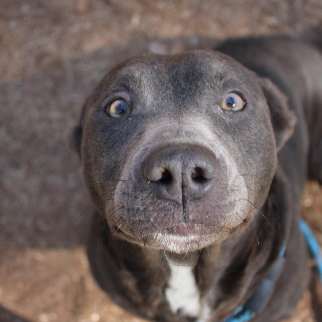 Enlarge Pocahontas, a Adoptable Black Labrador Retriever in Valley, AL image 5/6