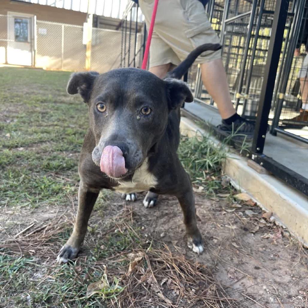 Enlarge Pocahontas, a Adoptable Black Labrador Retriever in Valley, AL image 6/6