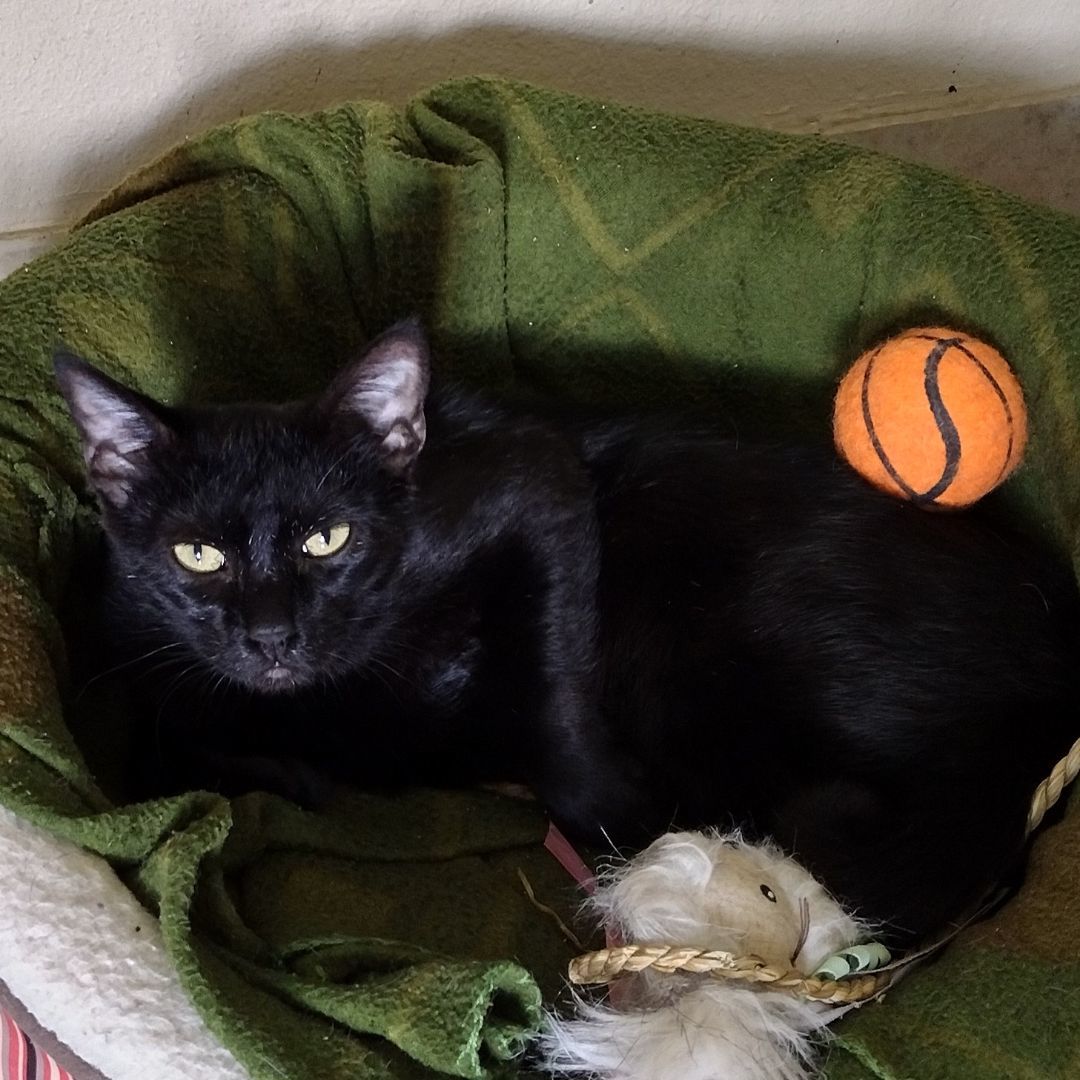 Enlarge Preta, a Adoptable mixed breed in Mineola, TX image 1/1