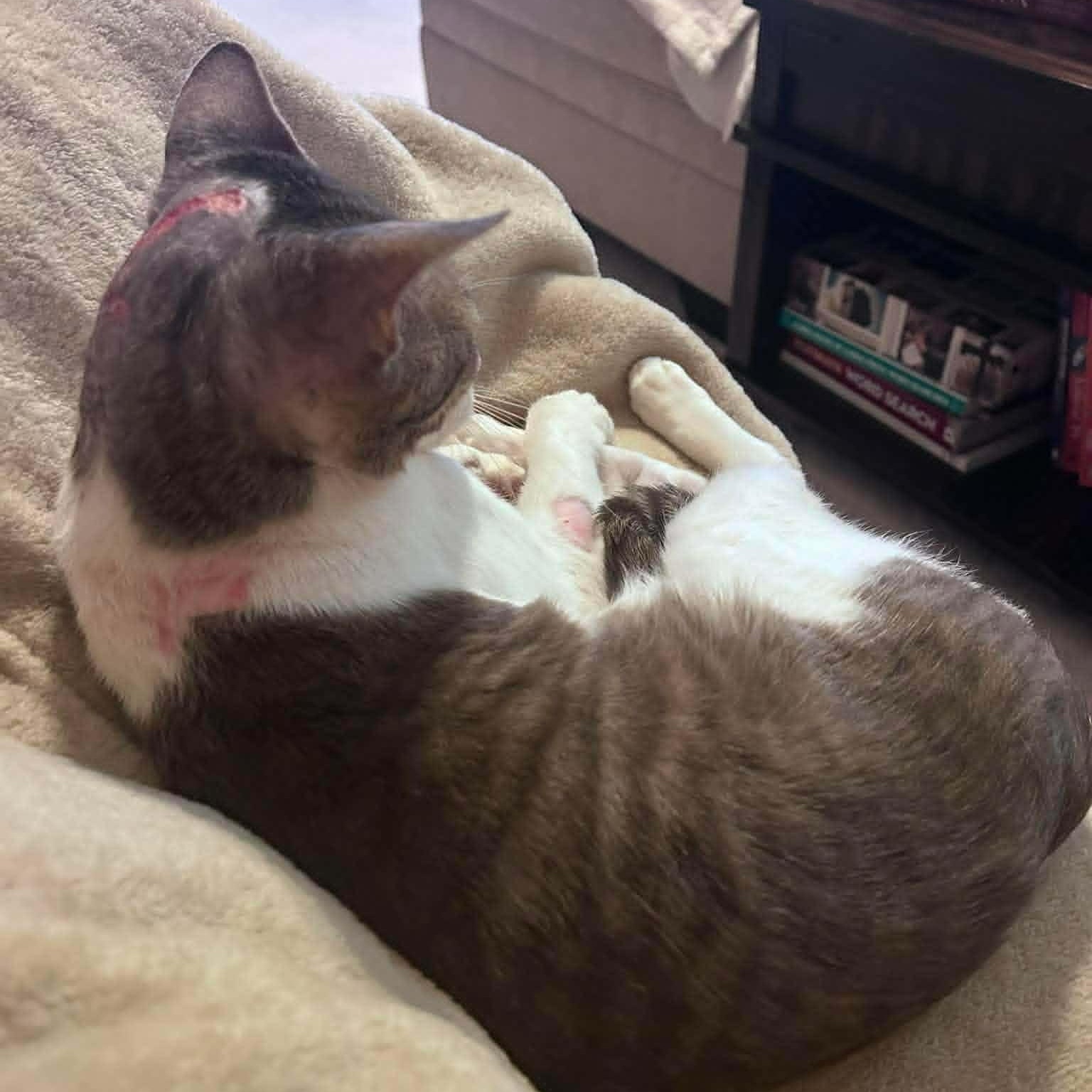Enlarge Bosco --Sweetest 1 year old Boy--, a Adoptable Domestic Short Hair in Riverview, FL image 6/6