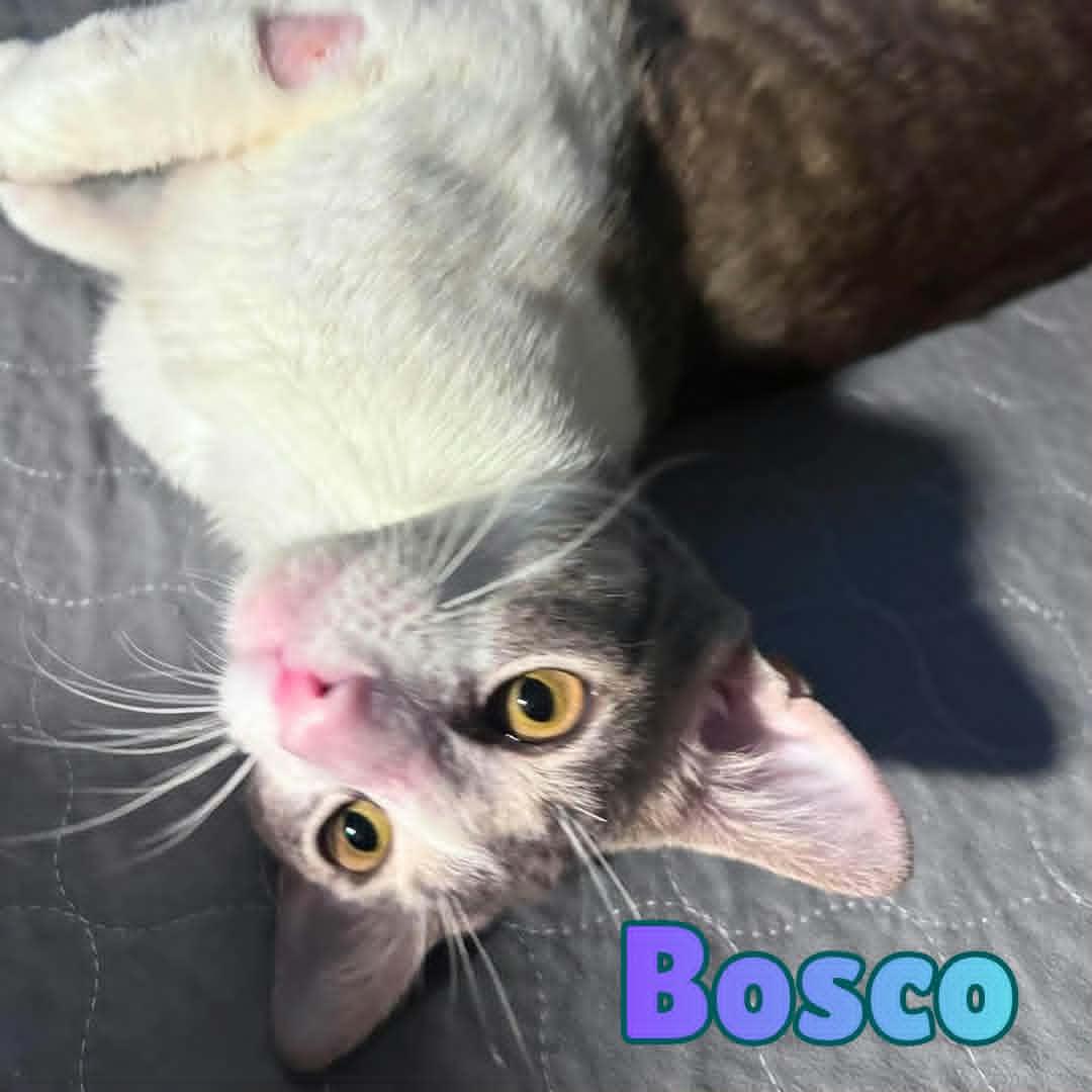 Enlarge Bosco --Sweetest 1 year old Boy--, a Adoptable Domestic Short Hair in Riverview, FL image 2/6