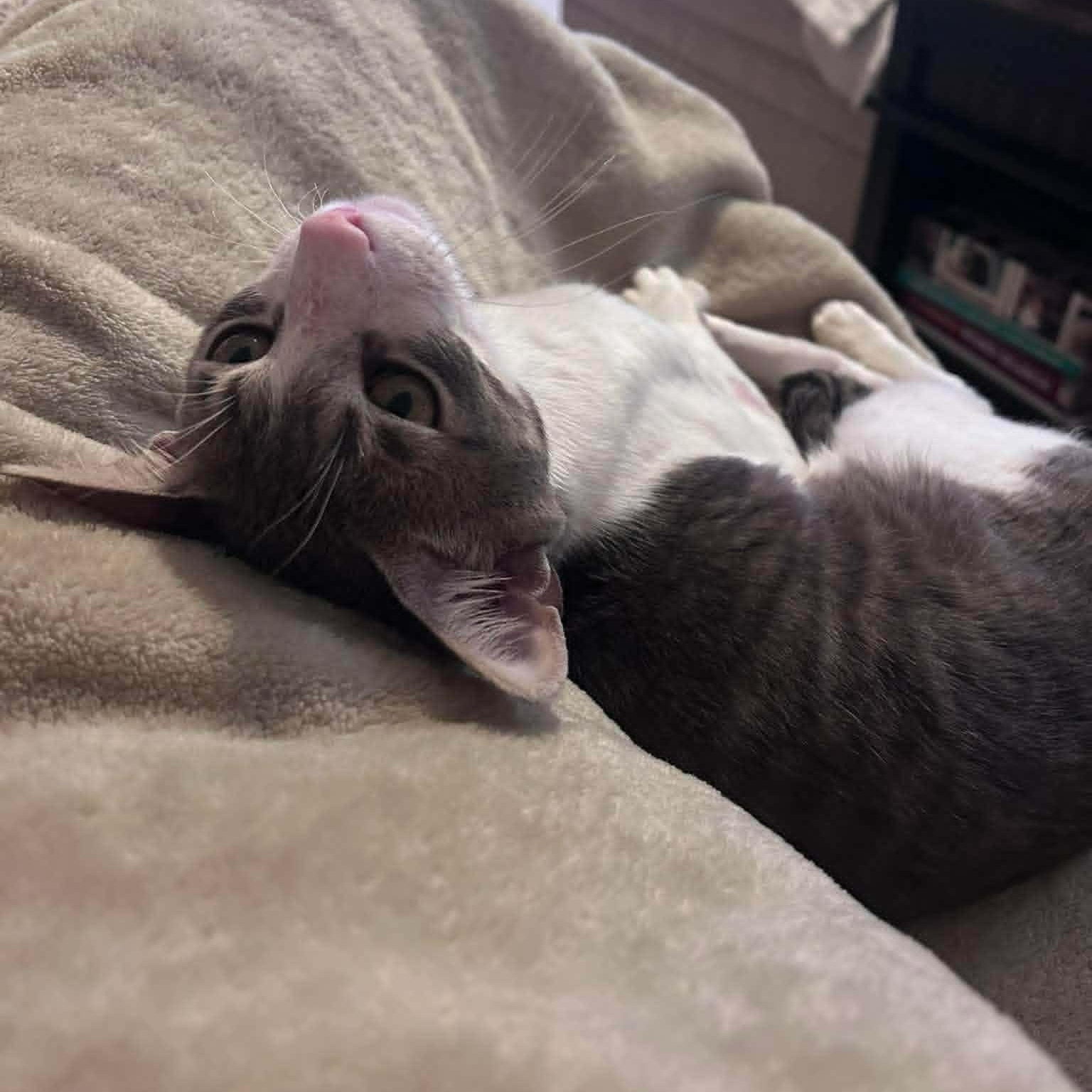 Enlarge Bosco --Sweetest 1 year old Boy--, a Adoptable Domestic Short Hair in Riverview, FL image 3/6