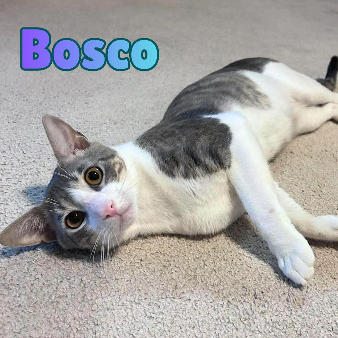 Enlarge Bosco --Sweetest 1 year old Boy--, a Adoptable Domestic Short Hair in Riverview, FL image 1/6