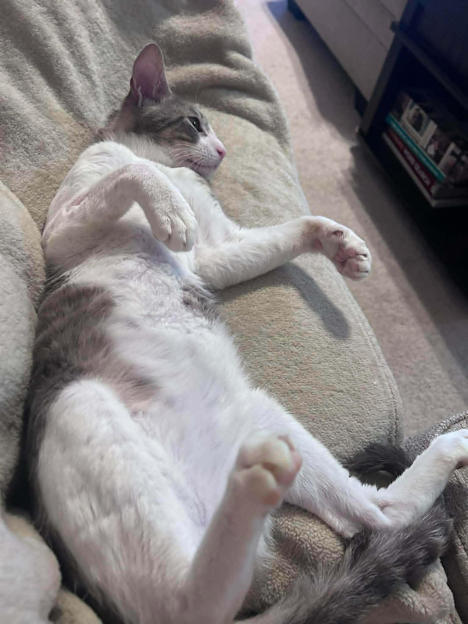 Enlarge Bosco --Sweetest 1 year old Boy--, a Adoptable Domestic Short Hair in Riverview, FL image 4/6