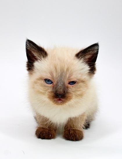 Snickers, Adoptable, Kitten Female Siamese & Domestic Short Hair.