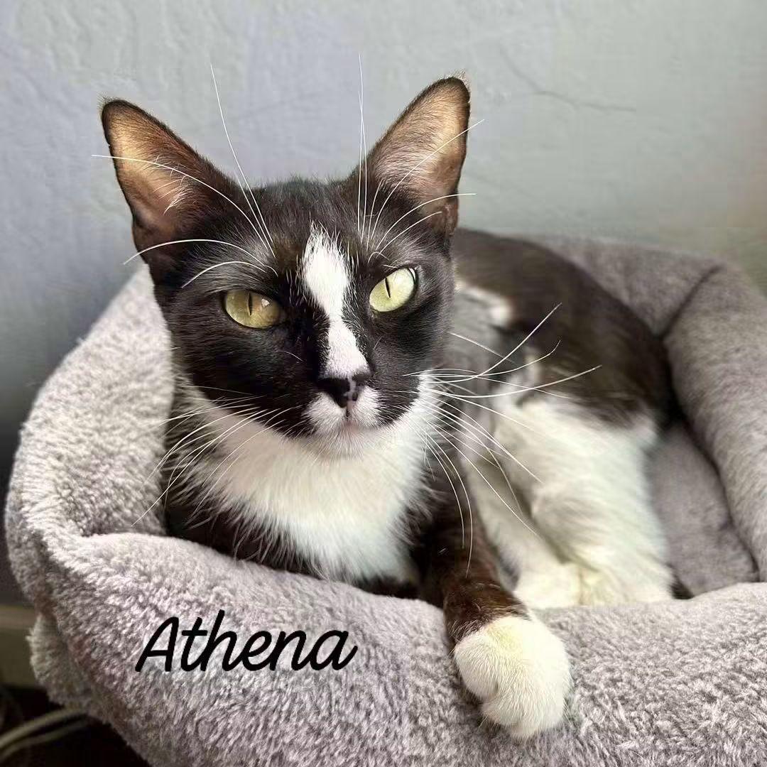 Athena, Adoptable, Young Female Domestic Short Hair.