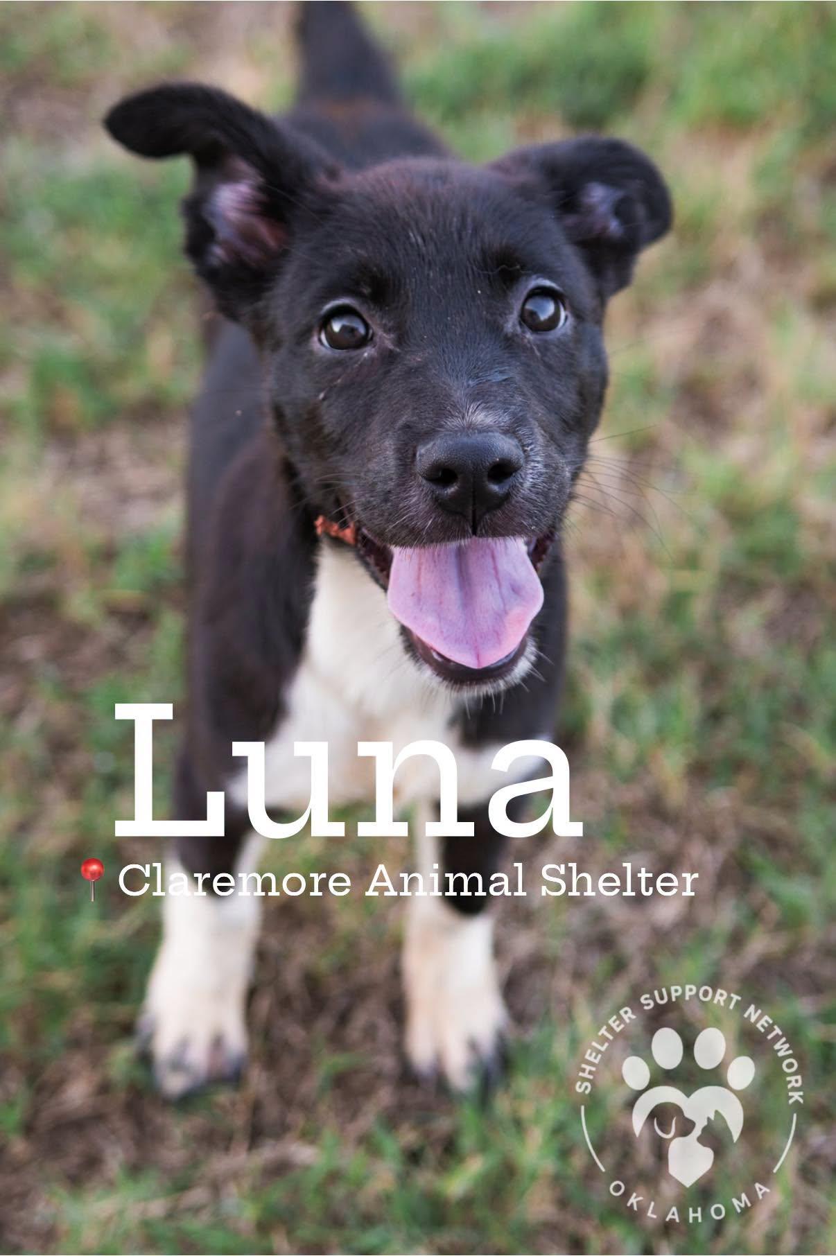 LUNA, Adopted, Puppy Female Black Labrador Retriever.