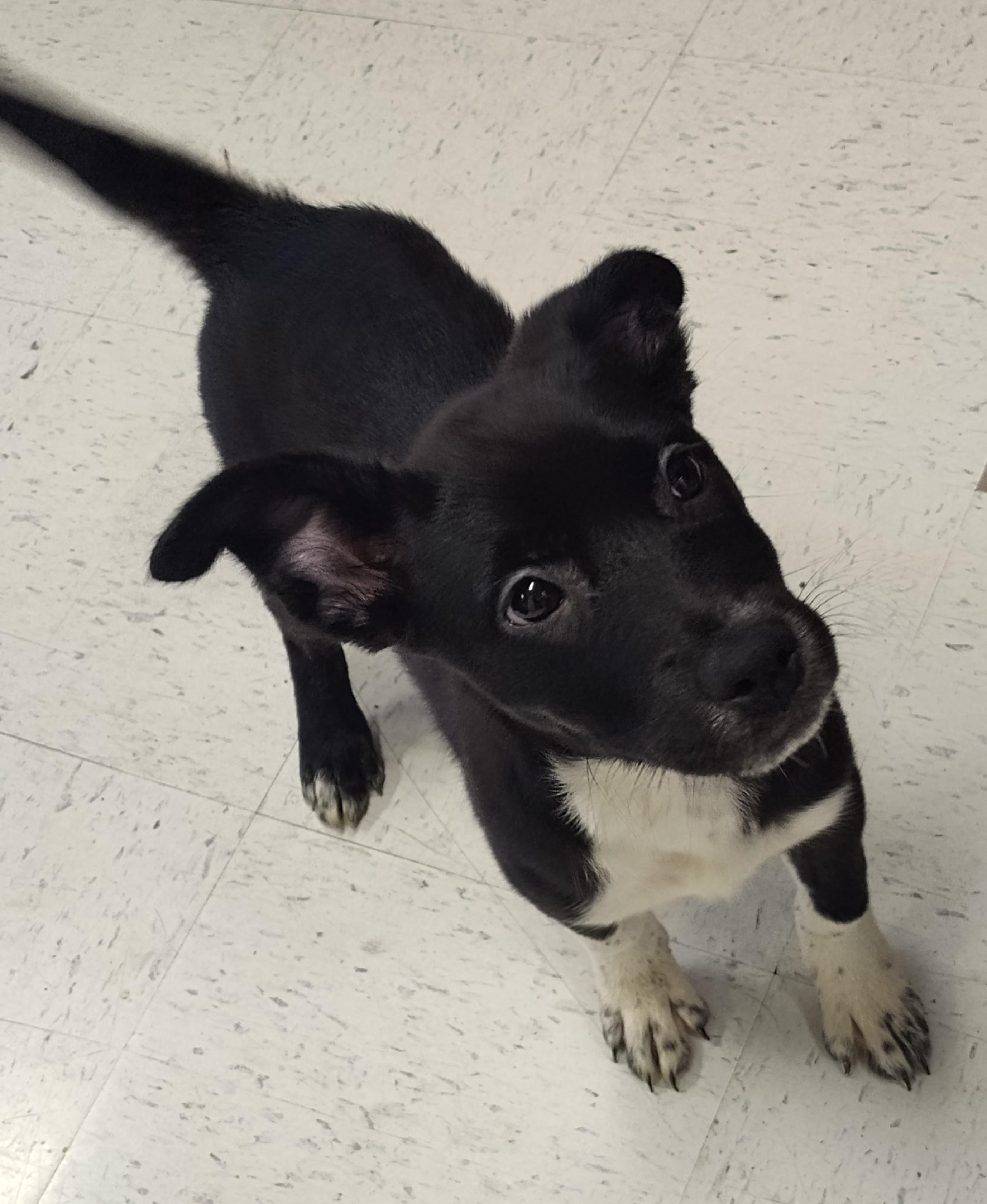 Enlarge LUNA, a Adopted mixed breed in Claremore, OK image 2/2
