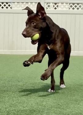 Enlarge Maverick, a Adoptable Mixed Breed in Farmingdale, NJ image 3/3