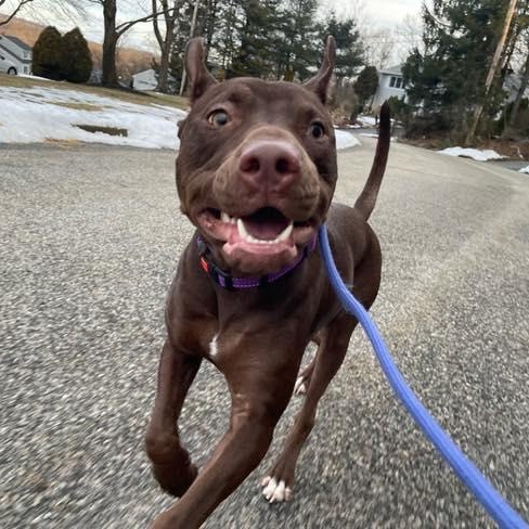 Enlarge Maverick, a Adoptable Mixed Breed in Farmingdale, NJ image 1/3
