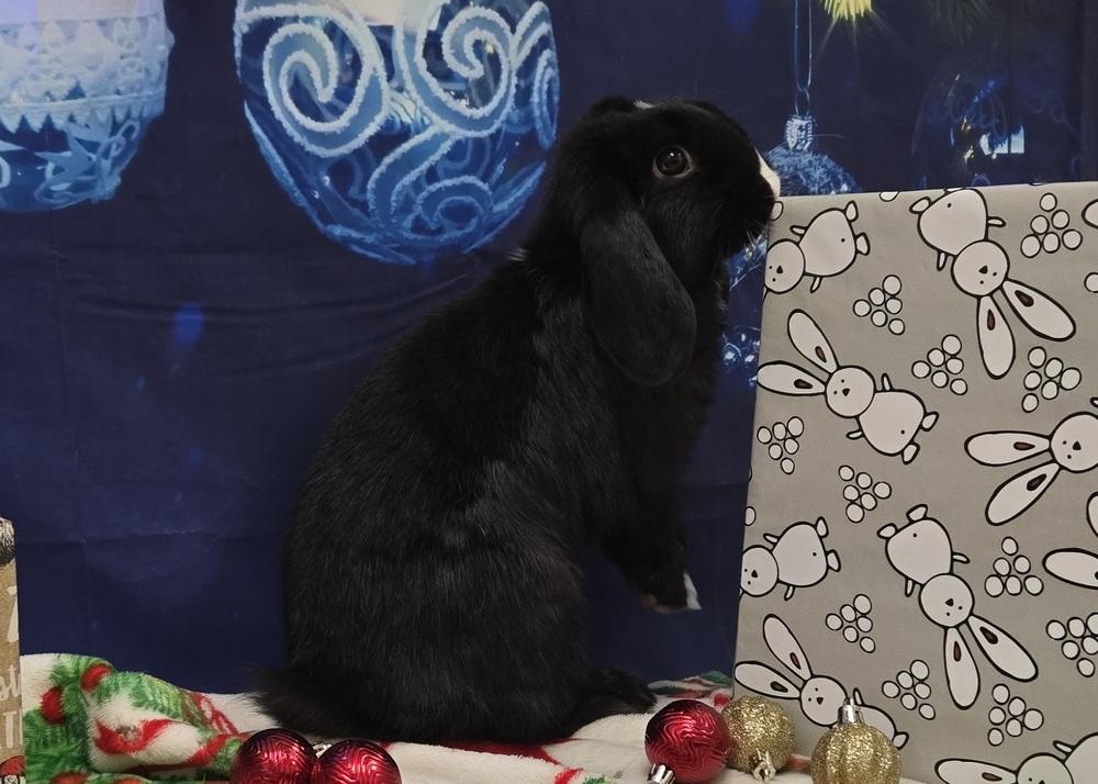Enlarge Shelburne, a Adoptable Lop Eared in Westford, MA image 1/6