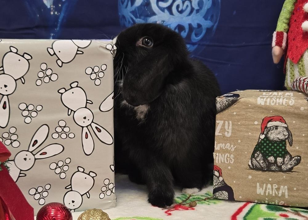 Enlarge Shelburne, a Adoptable Lop Eared in Westford, MA image 2/6