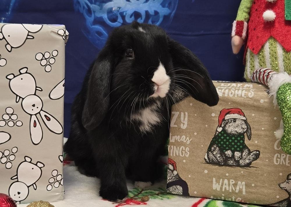 Enlarge Shelburne, a Adoptable Lop Eared in Westford, MA image 3/6