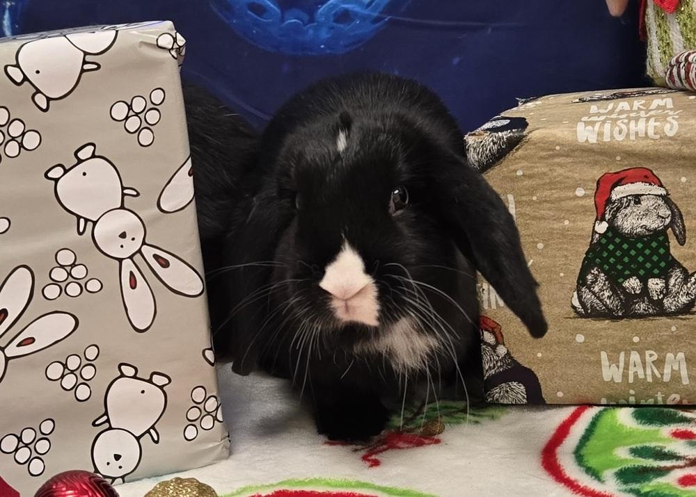 Enlarge Shelburne, a Adoptable Lop Eared in Westford, MA image 4/6