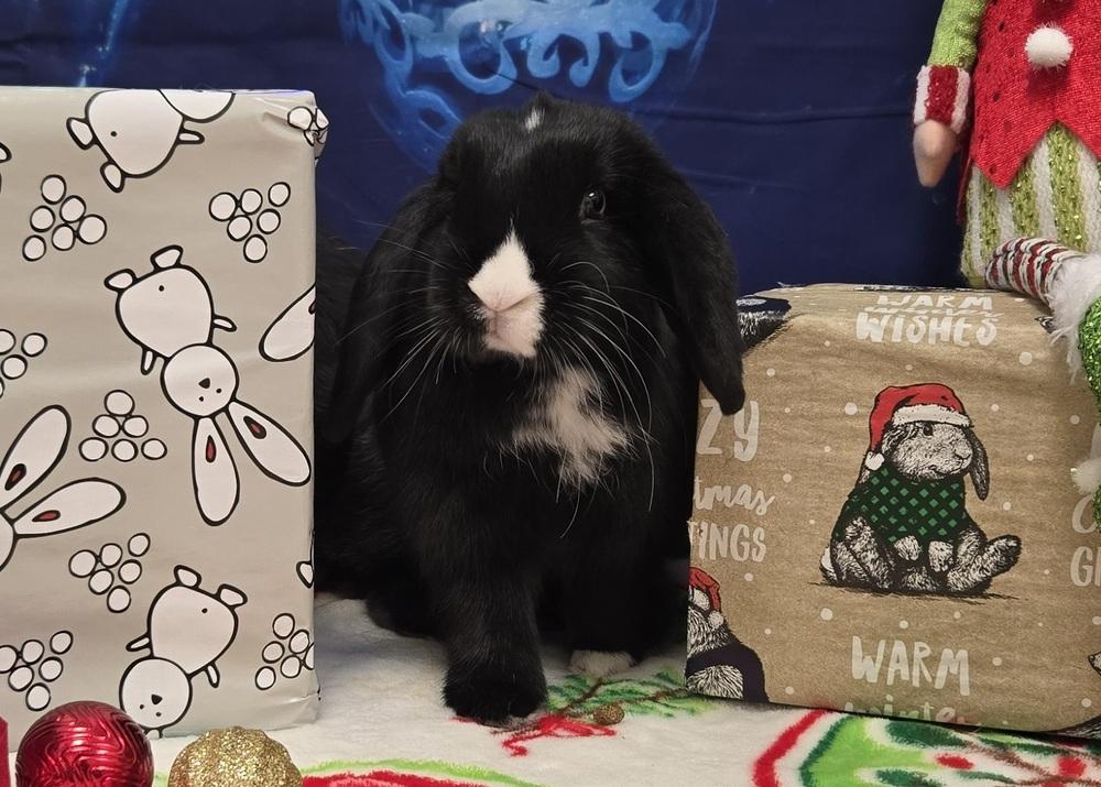 Enlarge Shelburne, a Adoptable Lop Eared in Westford, MA image 6/6