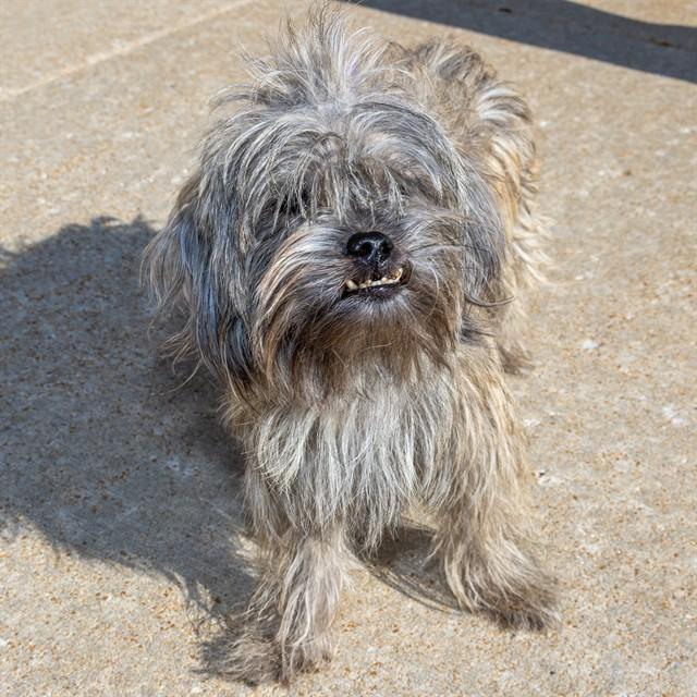 FRAZZLE, Adoptable, Adult Female Yorkshire Terrier & Cairn Terrier.