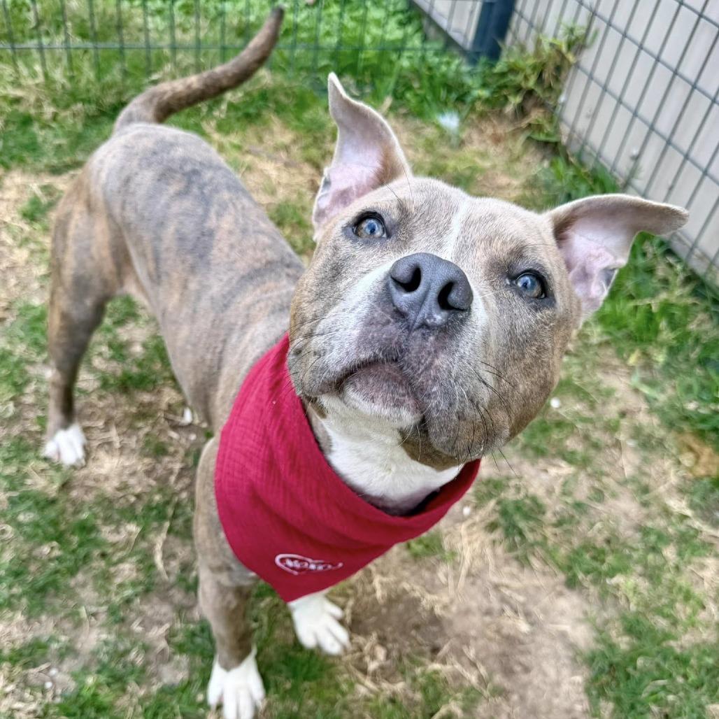 Enlarge Emily, a Adoptable American Staffordshire Terrier in Pittsburgh, PA image 2/6
