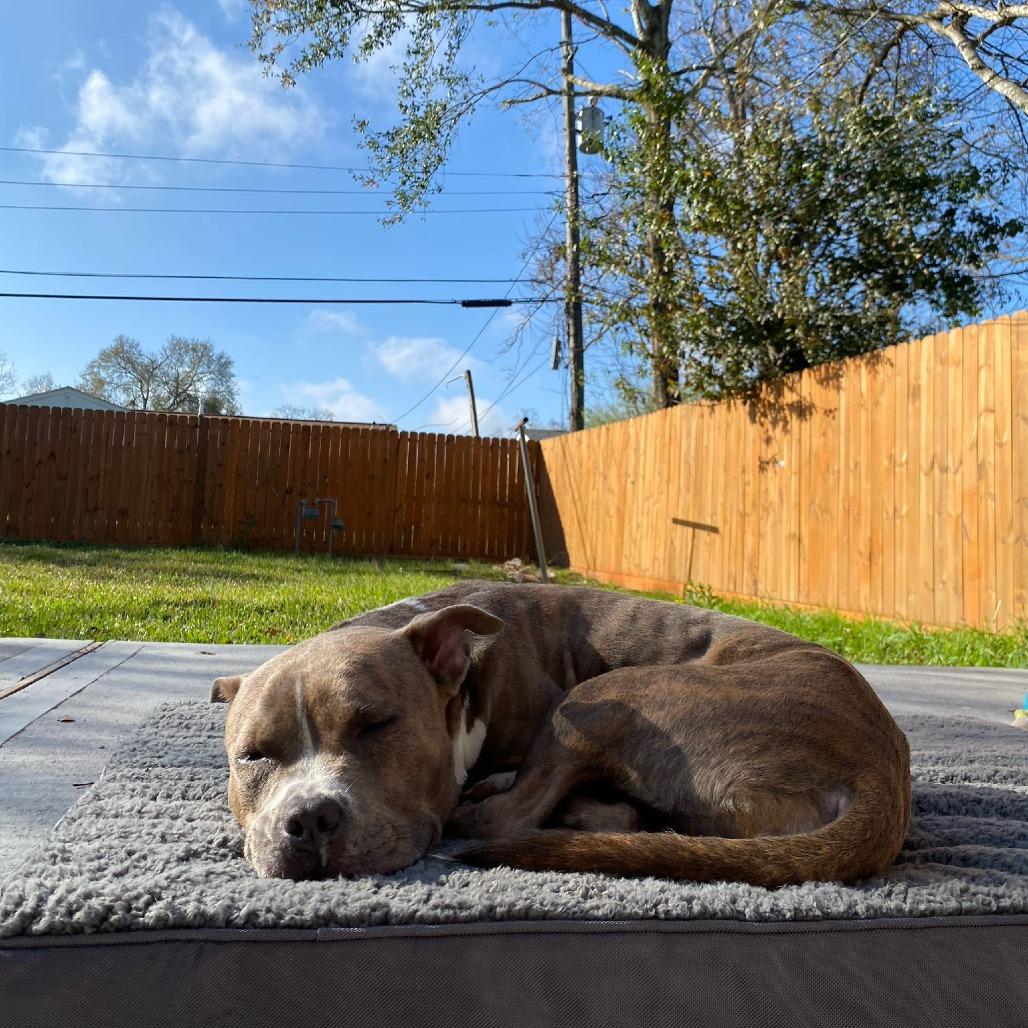 Enlarge Emily, a Adoptable American Staffordshire Terrier in Pittsburgh, PA image 3/6