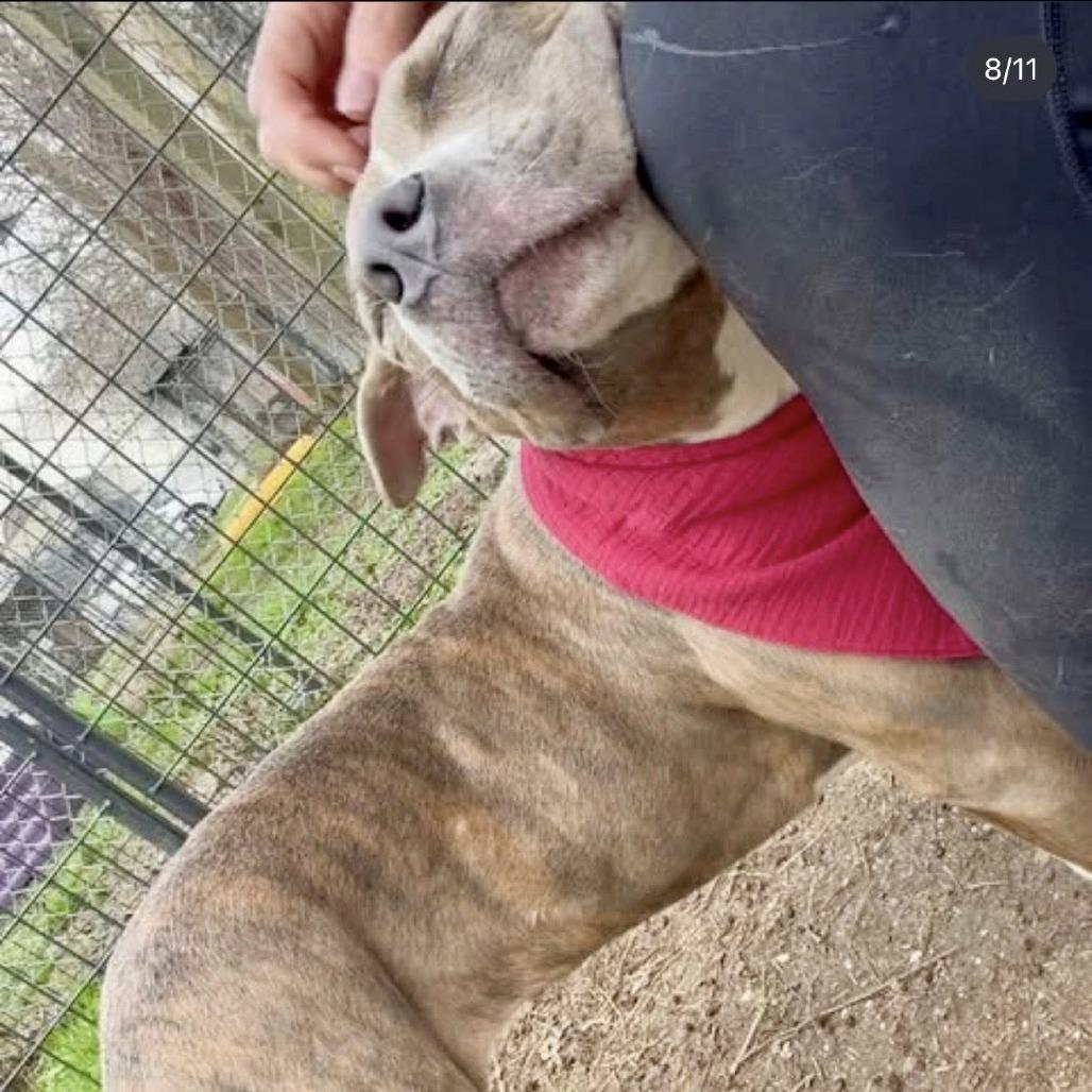 Enlarge Emily, a Adoptable American Staffordshire Terrier in Pittsburgh, PA image 4/6