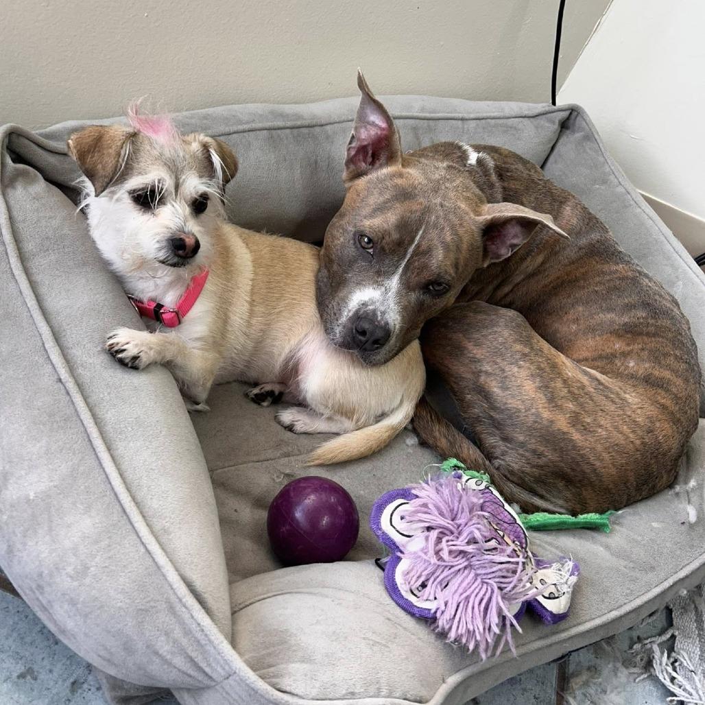 Enlarge Emily, a Adoptable American Staffordshire Terrier in Pittsburgh, PA image 5/6