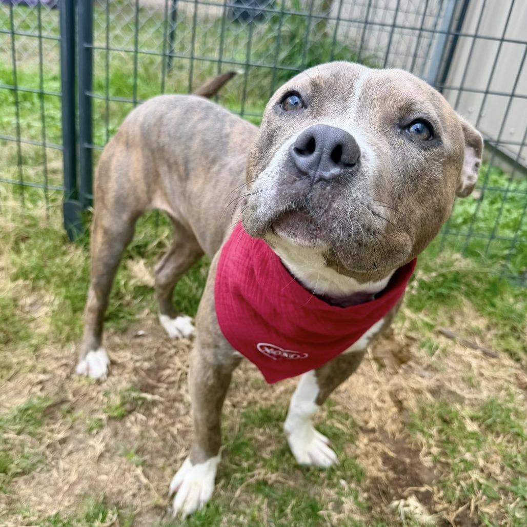 Enlarge Emily, a Adoptable American Staffordshire Terrier in Pittsburgh, PA image 6/6