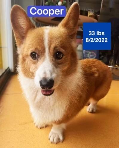 Cooper, a ADOPTABLE Pembroke Welsh Corgi in West Hollywood, CA image 2/6
