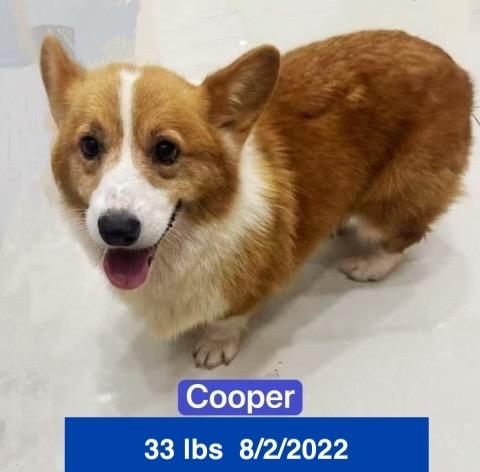 Cooper, a ADOPTABLE Pembroke Welsh Corgi in West Hollywood, CA image 3/6
