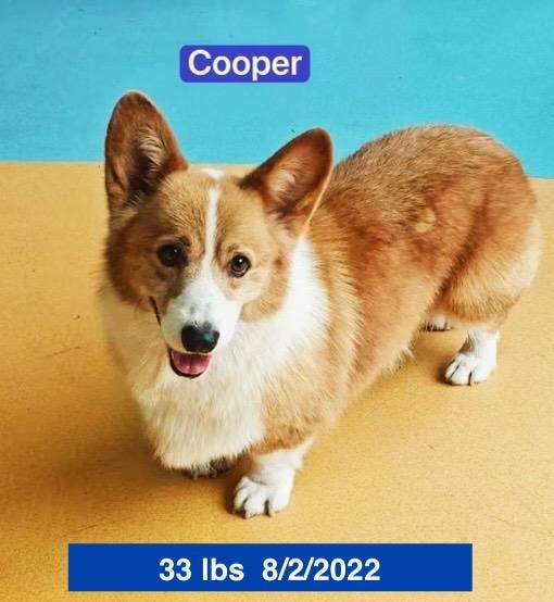 Cooper, ADOPTABLE, Young Male Pembroke Welsh Corgi.