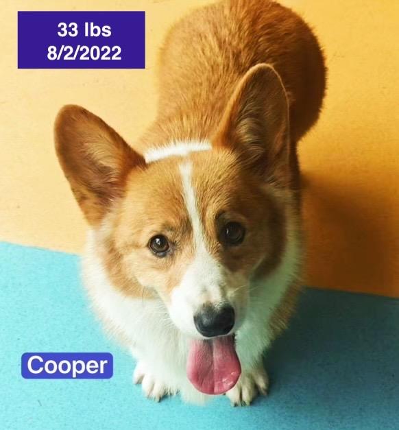 Cooper, a ADOPTABLE Pembroke Welsh Corgi in West Hollywood, CA image 5/6
