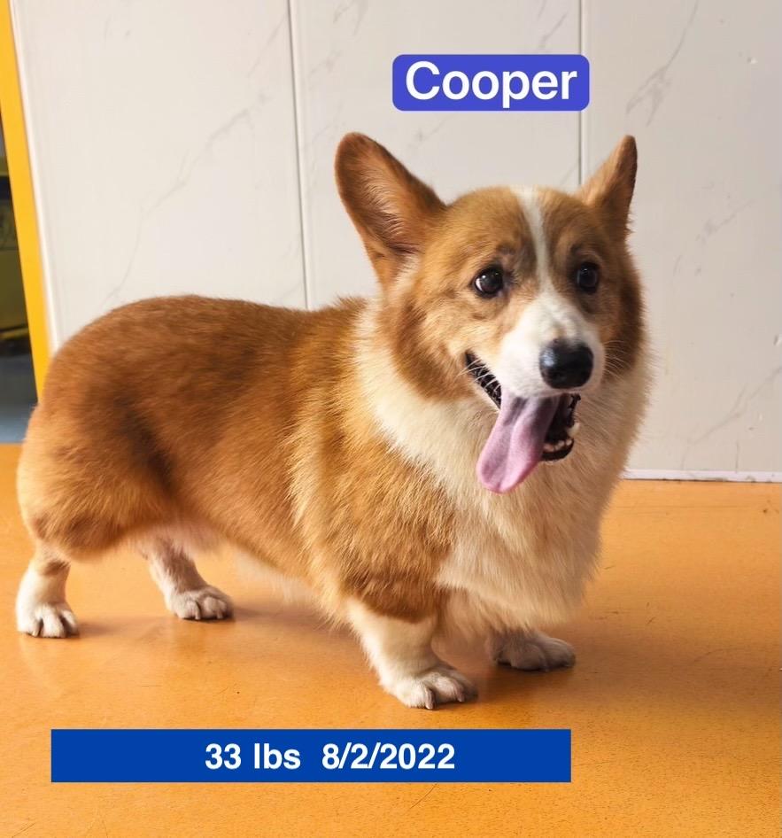 Cooper, a ADOPTABLE Pembroke Welsh Corgi in West Hollywood, CA image 4/6
