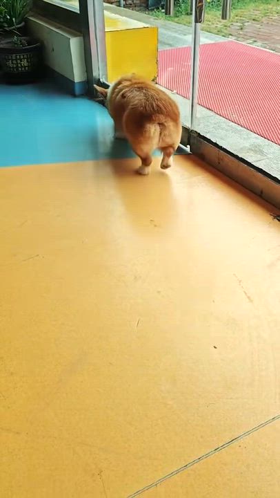 Enlarge Cooper, a ADOPTABLE Pembroke Welsh Corgi in West Hollywood, CA video 6/6