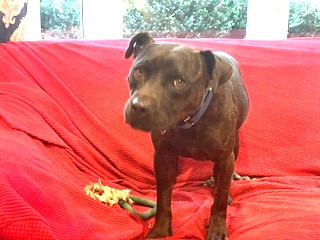 Hank Pocket Bully Mix Low Rider Fostering in Norwalk Ct. Nanny Dog! Foster to Adopt Option Offered!