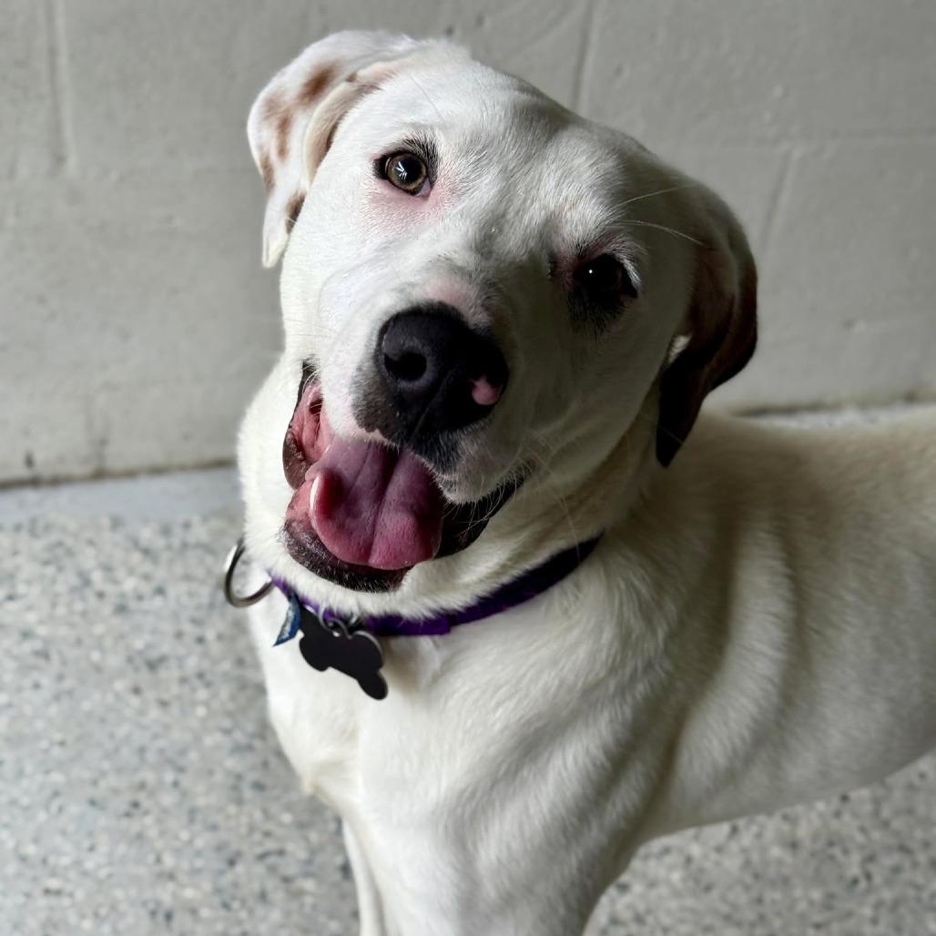 Cottontail, Adoptable, Adult Male Yellow Labrador Retriever & Mixed Breed.