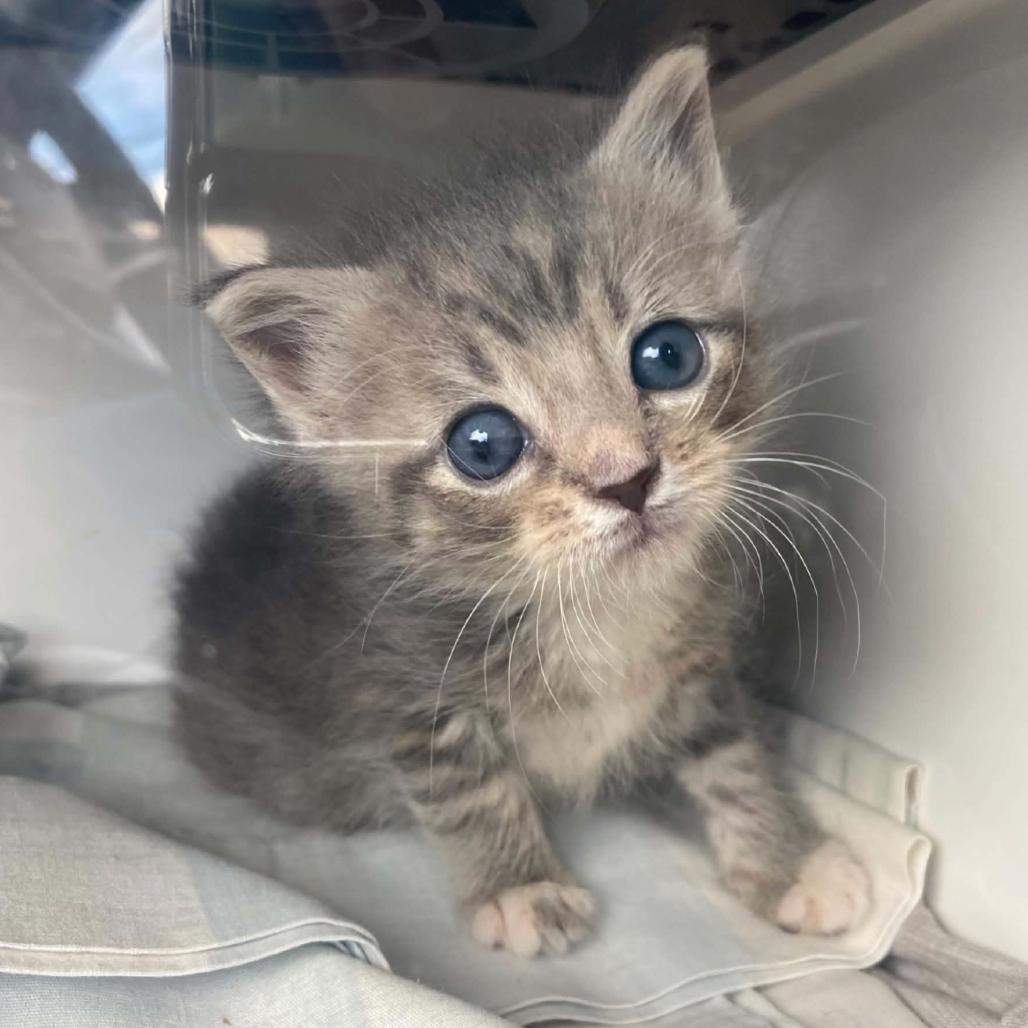 Maggie Seaver, Adoptable, Kitten Female Domestic Short Hair.