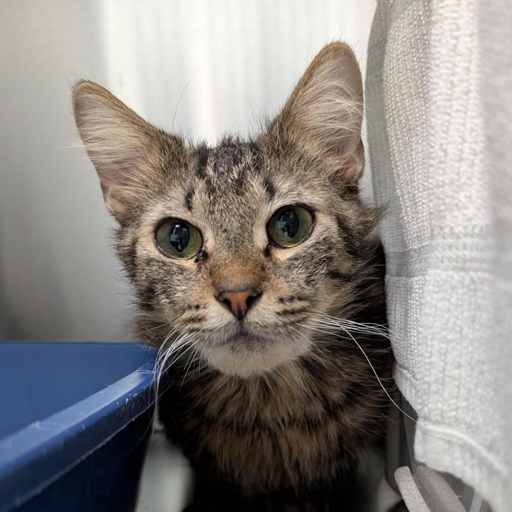 Gyoza, Adoptable, Adult Male Domestic Short Hair.