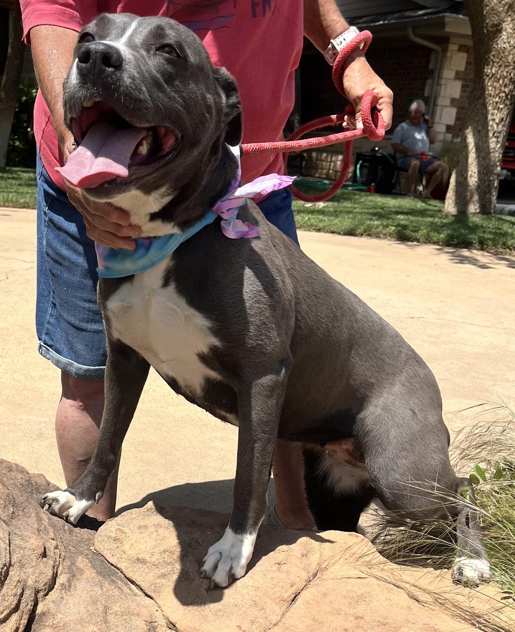 Enlarge HANNAH, a Adoptable mixed breed in Des Moines, IA image 4/6