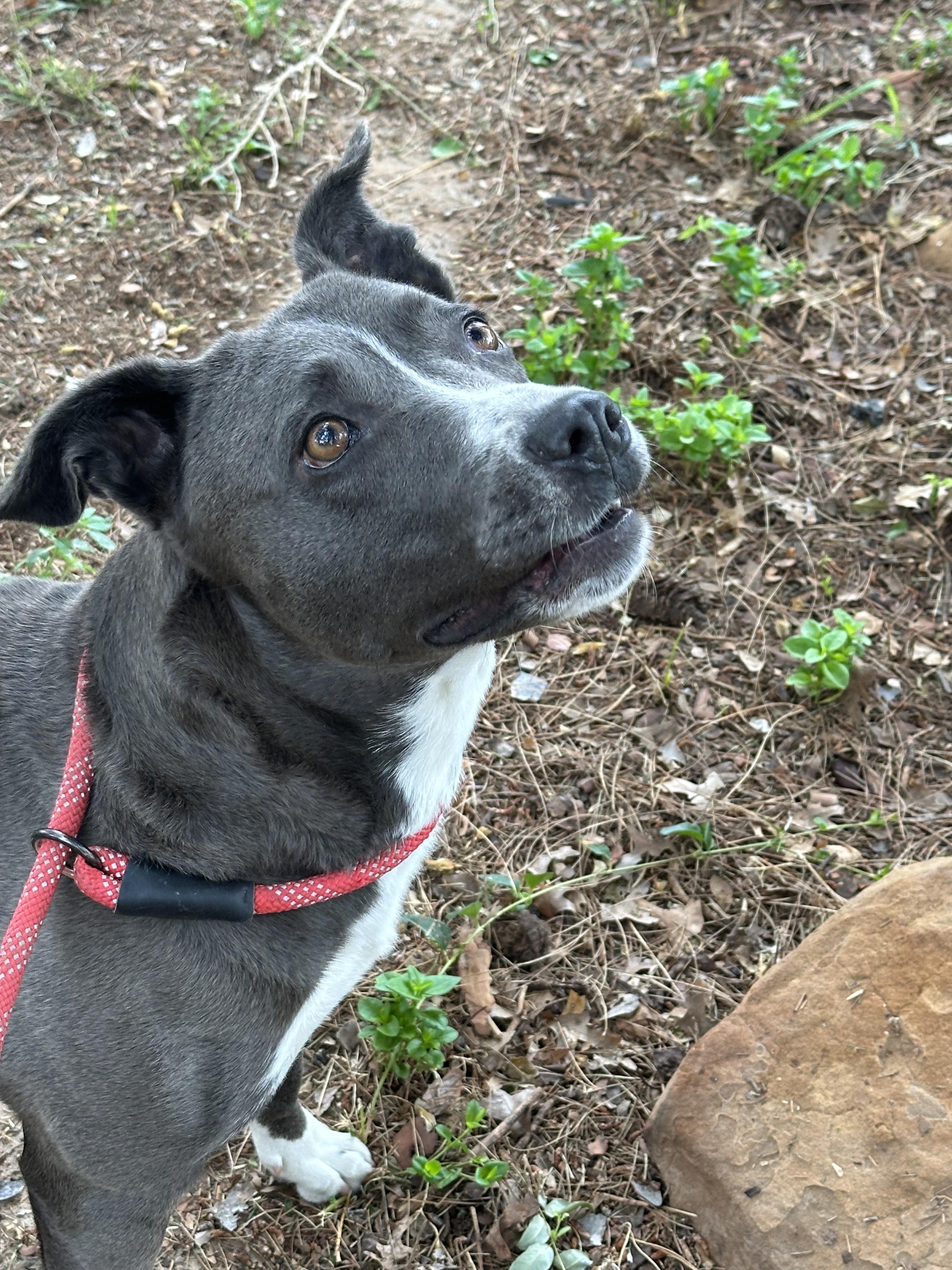 Enlarge HANNAH, a Adoptable mixed breed in Des Moines, IA image 5/6