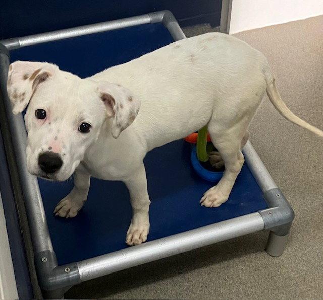 Icy 5 months male, Adoptable, Young Male Mixed Breed.