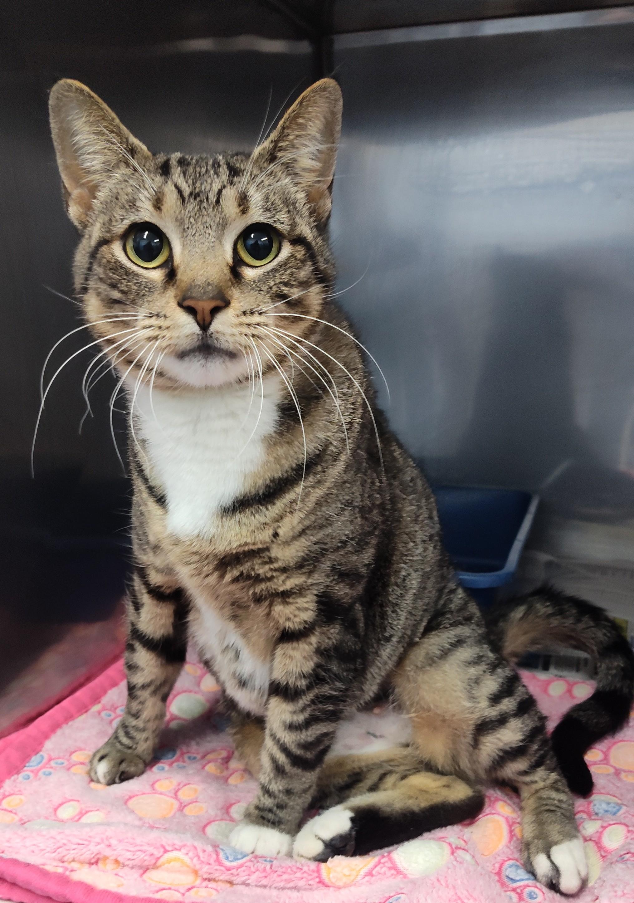 Enlarge FREIDA, a ADOPTABLE Tabby in Claremore, OK image 1/2