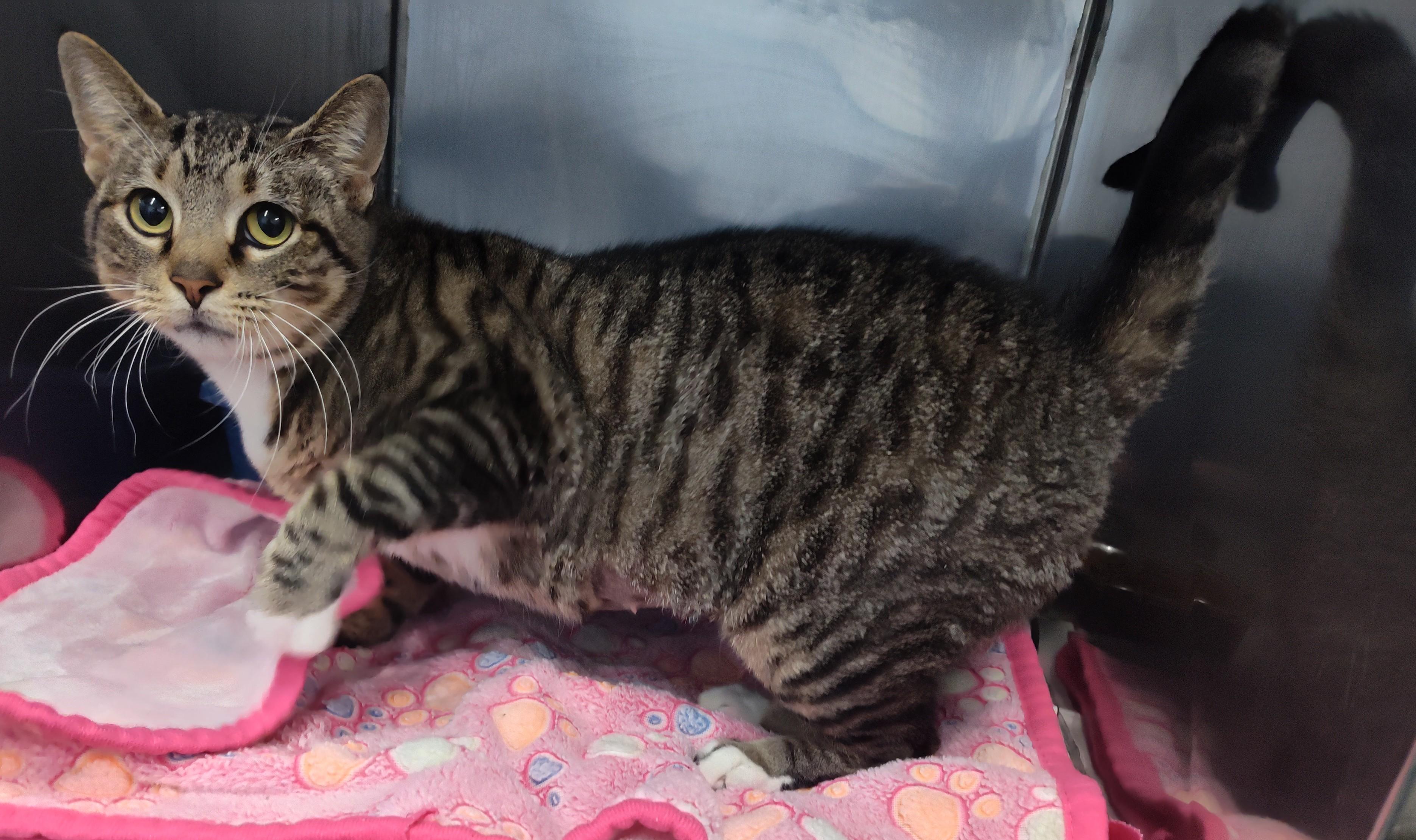 Enlarge FREIDA, a ADOPTABLE Tabby in Claremore, OK image 2/2